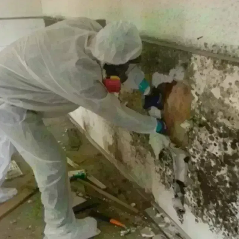 Mold Remediation and Removal in Maverick County, TX